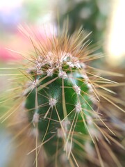close up of cactus