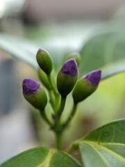 close up of a flower