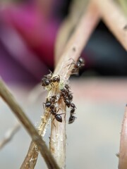 dragonfly on a branch