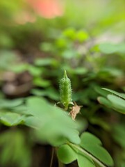 green caterpillar on a leaf