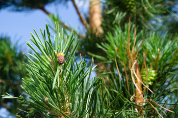 Young green cones on pine branches against the blue sky.