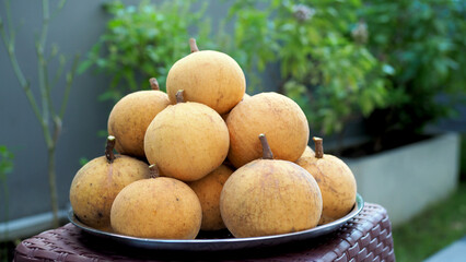 Santol, Santol in the garden after harvest. The idea of ​​a career in agriculture. Non-toxic farm.