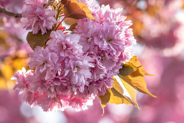 Sakura branch in blossom, beautiful springtime outdoor background