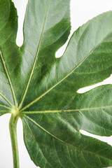 Palm leaf close up on white background. Green leaf details. Top view.