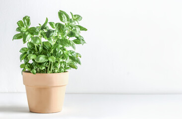 Basil potted in terracotta plant pot on white table at wall background. Cooking ingredient with...