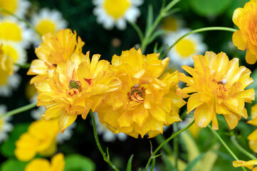 Double yellow flowers of Ranunculus Lux 'Minerva', a waxy flowered hybrid