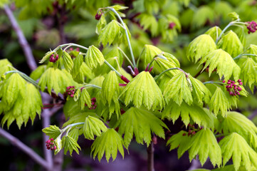 New leaves on Acer shirasawanum, the Shirasawa maple or fullmoon maple, is a species of maple native to Japan - obrazy, fototapety, plakaty
