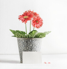 Potted pink blooming flower with empty white greeting card at white wall background. Celebration for birthday or Mothers day. Front view with copy space.