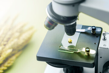 Concept study of wheat and bread. The wheat grain lies on the glass of the microscope