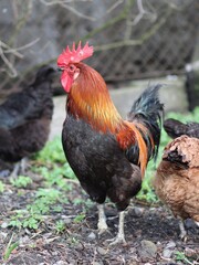 Kogut pilnujący kur na podwórku © neskama