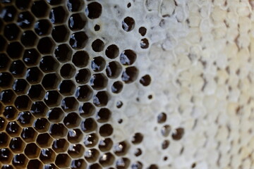 FU 2020-10-31 BienenHelmut 86 Geöffnete und geschlossene Bienenwaben mit Honig