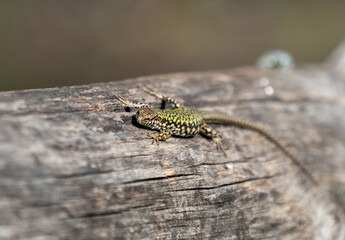 detail of a lizard