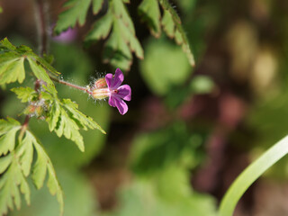 roundleaf geranium or geranium rotundifolium small flowers. Macro shot with small depth of field