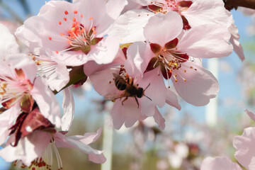 Bloom flower apricot tree. Apricot tree flowers with soft focus. Spring white flowers on a tree branch. Apricot tree in bloom.