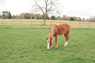 horse and foal