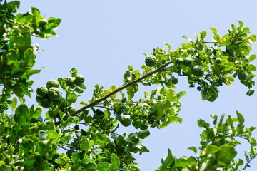 Fresh organic bergamot fruits or kaffir lime and green leaf on the tree.