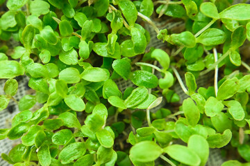 lettuce microgreens, growing microgreens at home, macro, close-up, vegan food, diet food, healthy eating concept