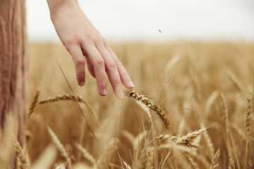 Image of spikelets in hands Wheat field sunny day