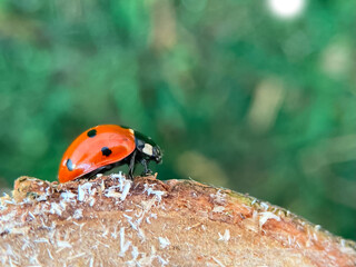 Defocused nature background with bright Ladybug on a wooden stump. Close up image. Soft focus dreamy image. Beauty of nature concept. Card, notebook cover