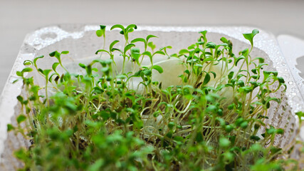 lettuce microgreens, growing microgreens at home, macro, close-up, vegan food, diet food, healthy eating concept