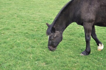 black horse eating grass