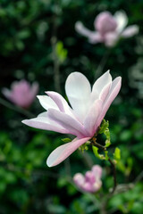 Japanese magnolia tree in flower Magnolia soulangeana © Paul Atkinson