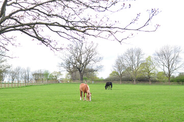 horse and foal