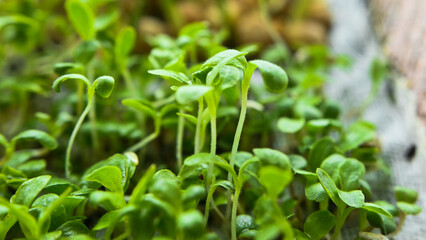 lettuce microgreens, growing microgreens at home, macro, close-up, vegan food, diet food, healthy eating concept