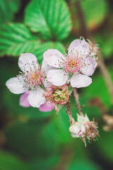 tree blossom