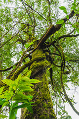 Big tall tree in forest or large root green tree.