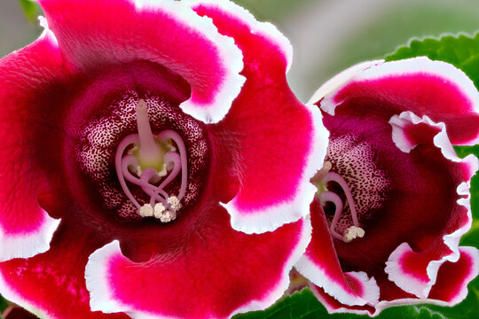 Red and white houseplant gloxinia