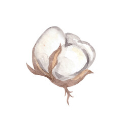 Watercolor cotton flowers. Boho dried flowers.