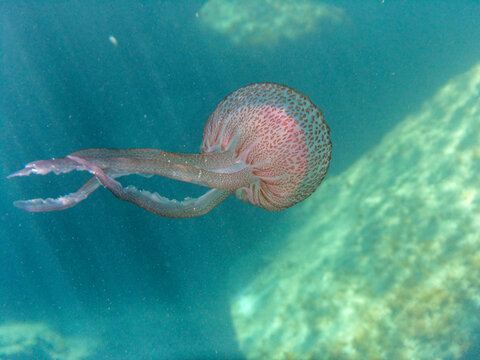 Acquatico Bilder Durchsuchen 3,193 Archivfotos, und