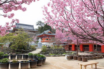 Cherry blossoms at Kosaji temple, Hiroshima, Japan