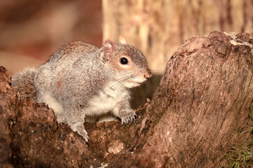 Naklejka na ściany i meble Grey squirrel, sciurus carolinensis, sat on fallen tree trunk with natural background