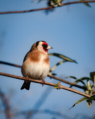 Goldfinch, Carduelis carduelis, perched on Buddelia branch against blue sky