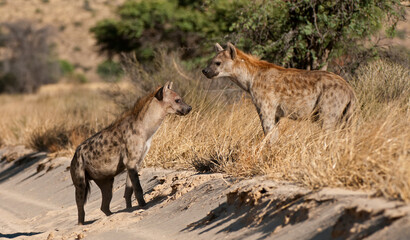 Spotted Hyaena