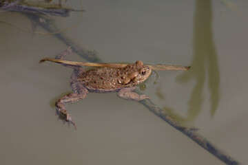 Toad in the breeding season in a pond