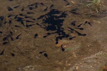 Tad poles swimming in shallow water