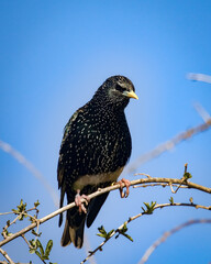 Vibrant Starling, Sturnus vulgaris, perched on Goji vine against blue sky