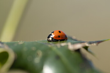 ladybug on leaf