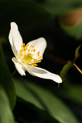 White flower showing stamen after fully blooming  