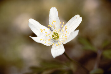 Fototapeta na wymiar white flower that has fully bloomed 
