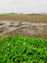 畦にクローバー生える雨上りの春の田圃風景