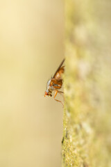 macro of a fly