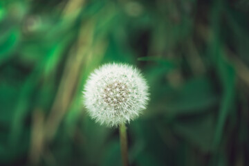 dandelion seed head vibrant blue background 