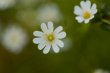 Rabelera flower in the center of the frame with green background 