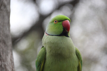 Fototapeta na wymiar Rose-ringed parakeet