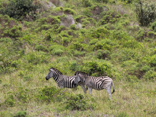 Fototapeta na wymiar Zebra's