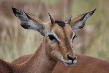 Young Impala